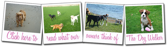The Dog Walker Portsmouth - Photo Gallery